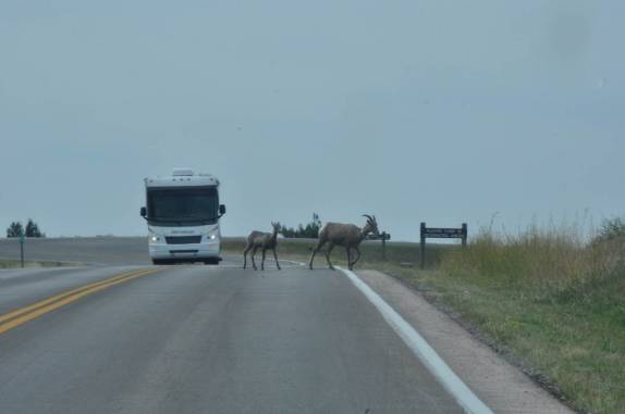 vida selvagem, visão comum no Badlands National Park, em South Dakota, nos Estados Unidos